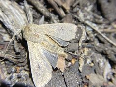 Mythimna convecta