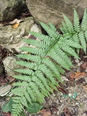 Microlepia strigosa