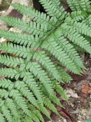 Microlepia strigosa