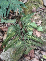 Arachniodes chinensis