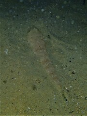 Platycephalus grandispinis