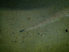 Platycephalus grandispinis