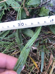 Golovinomyces sordidus