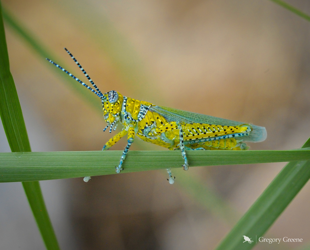 Panther-spotted Grasshopper
