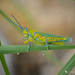 Panther-spotted Grasshopper - Photo (c) Gregory Greene, some rights reserved (CC BY-NC), uploaded by Gregory Greene
