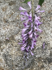Buddleja lindleyana