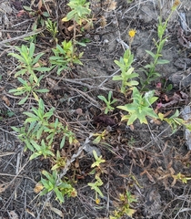 Pseudognaphalium californicum