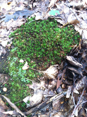 Atrichum altecristatum