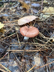 Russula rosacea