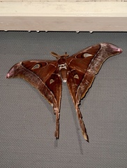 Coscinocera hercules