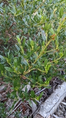 Ceanothus thyrsiflorus