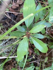 Cinnamomum