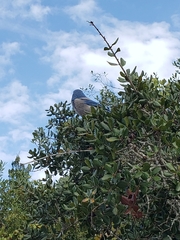 Aphelocoma coerulescens