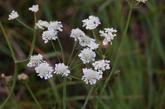 Oenanthe silaifolia