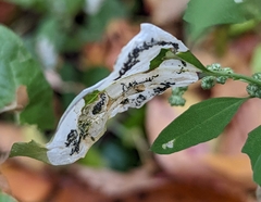 Chrysoesthia sexguttella