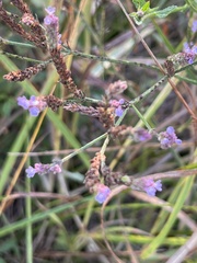 Verbena brasiliensis