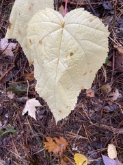 Acer pensylvanicum