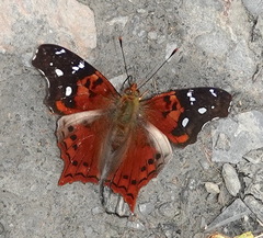 Hypanartia kefersteini