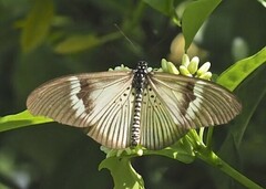 Acraea consanguinea albicolor