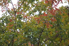Acer griseum