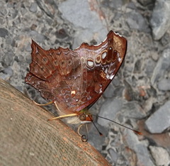 Hypanartia kefersteini