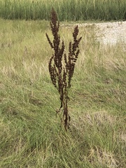 Sporobolus pumilus