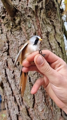 Panurus biarmicus