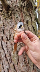 Panurus biarmicus