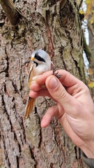Panurus biarmicus