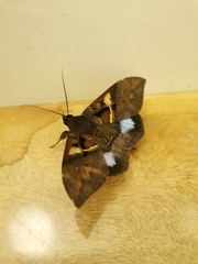Ischyja
