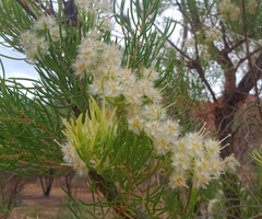 Verticordia cunninghamii