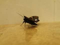 Ischyja