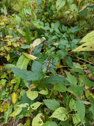 Image of Stachys hispida by (c) Skyler Principe, some rights reserved (CC BY)