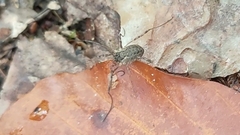 Oligolophus tridens