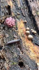 Limax maximus