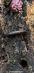 Limax maximus