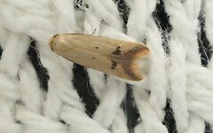 Tachystola hemisema