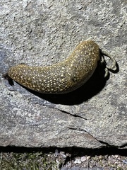 Geomalacus maculosus