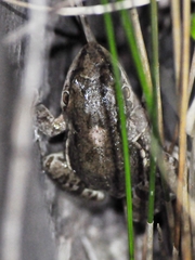 Leptodactylus latinasus