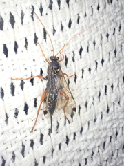 Echthromorpha intricatoria