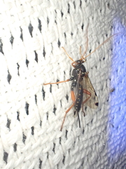 Echthromorpha intricatoria