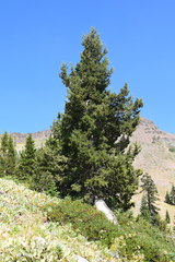 Juniperus grandis