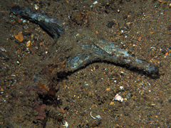 Malleus malleus