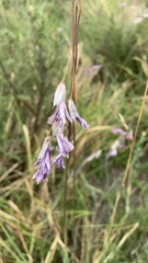 Dierama