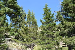 Juniperus grandis