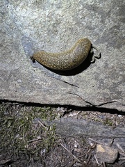 Geomalacus maculosus