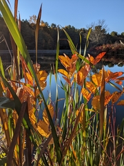 Toxicodendron vernix