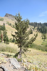 Juniperus grandis