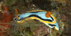 Chromodoris annae