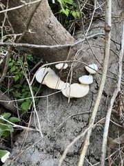 Pleurotus populinus